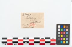 Etikett zu Bronzekugelkopfnadel (NHMW-PRAE-026037)